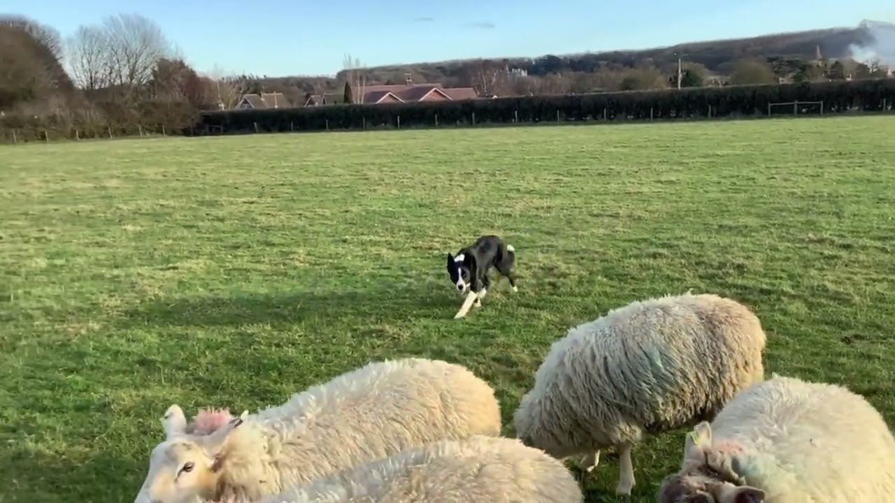 Lot 103 - Murphy 4/2/2026 Farmers marts Dolgellau online sheepdog 