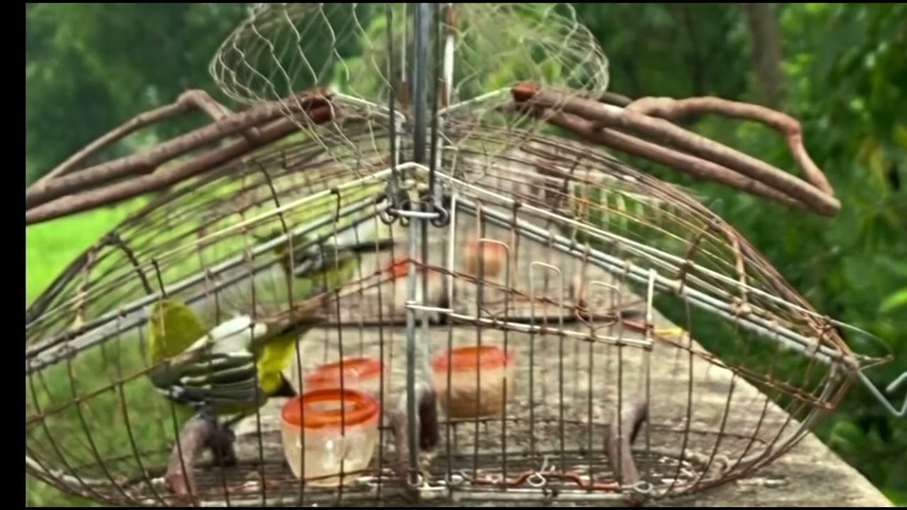 Chim Huýt Cô hót đấu, Huýt Cô mái xùy siêu kích bổi, nghe là rạo rực mở miệng hót theo