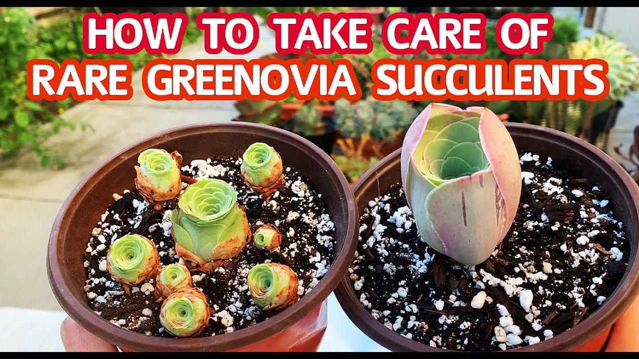 #193 WATERING & CARE FOR RARE GREENOVIA SUCCULENTS | C&aacute;ch chăm s&oacute;c tưới nước cho sen đ&aacute; hoa Hồng
