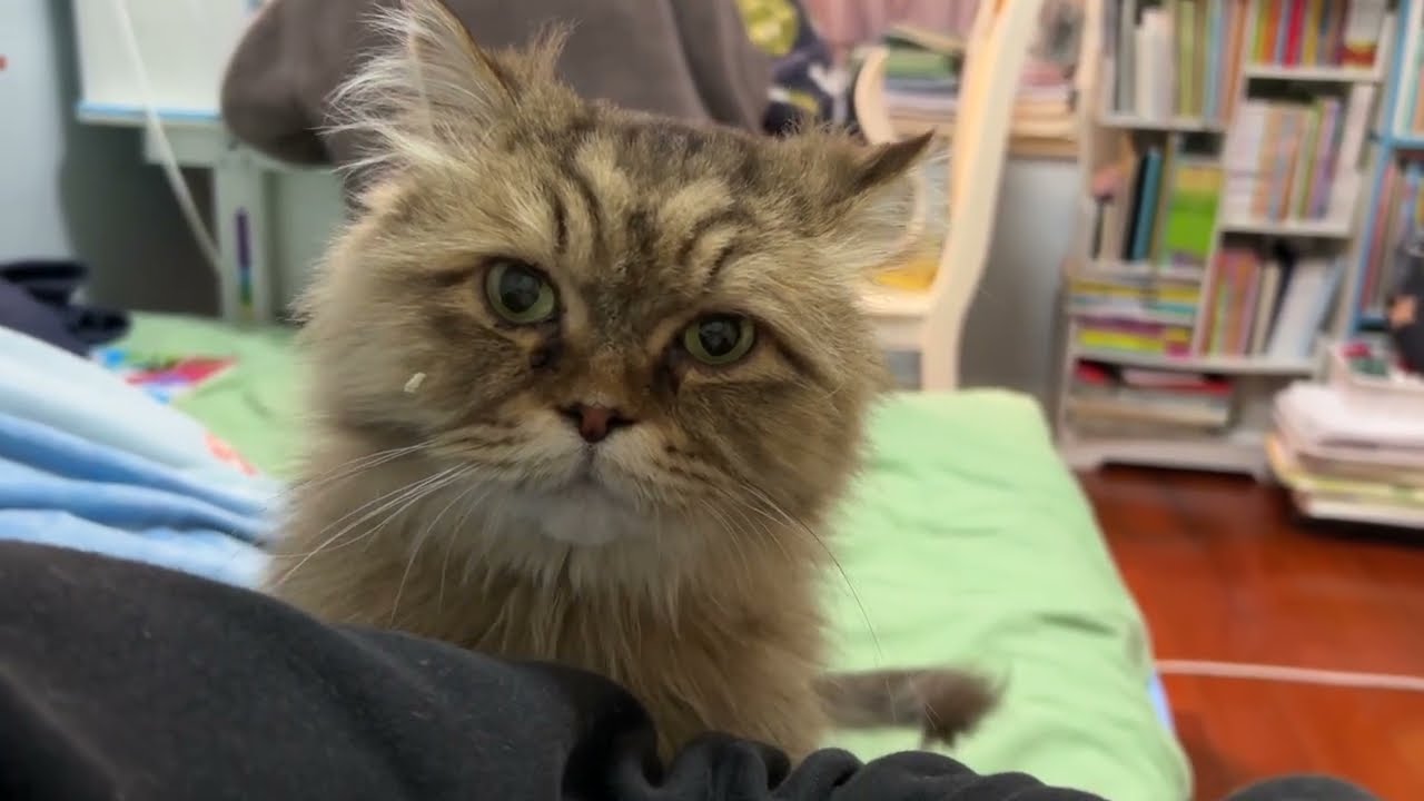 My Cat Chose Me… And Then This Happened 🐱💞