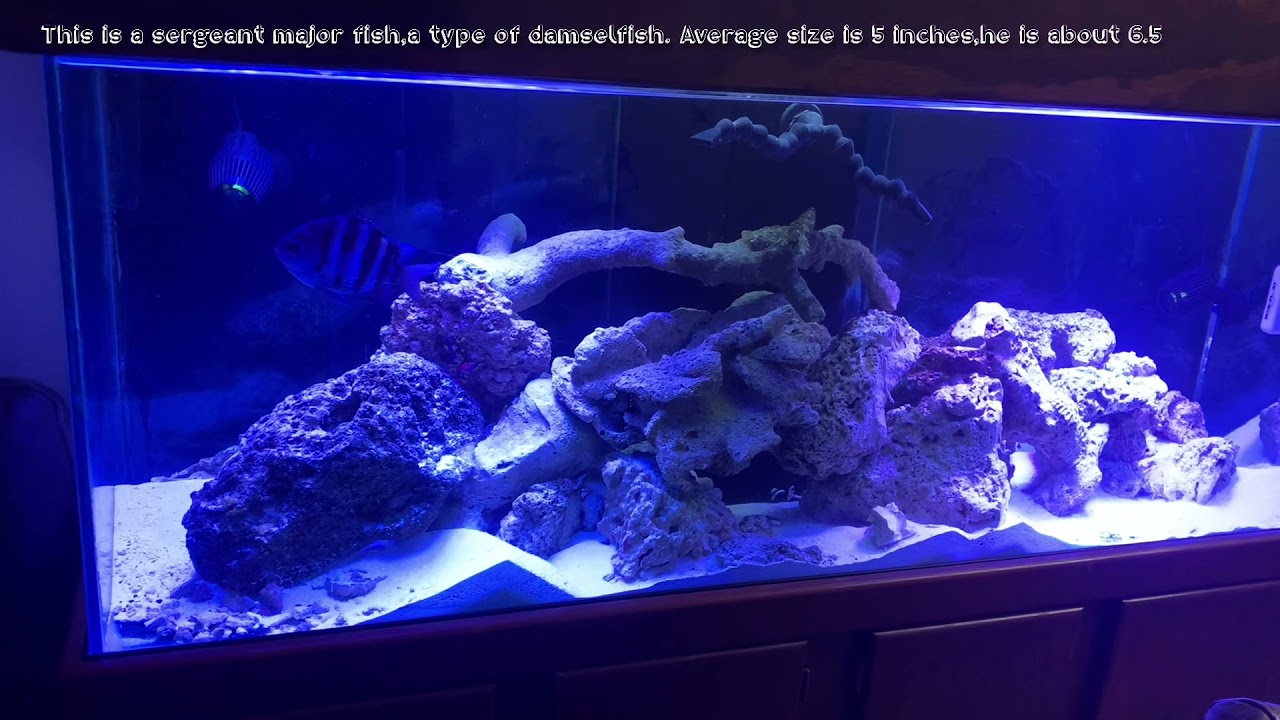 Sergeant Major, . Striped Indo-Pacific Tropical Fish. Saltwater