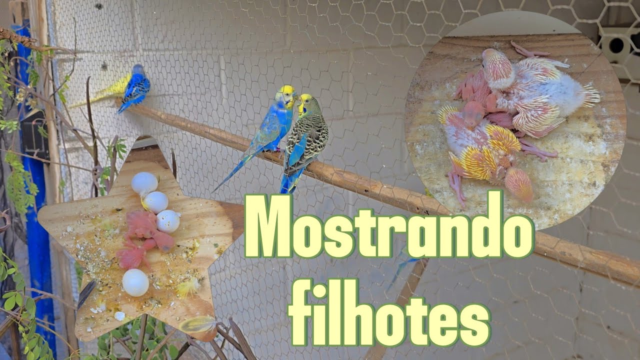 MOSTRANDO OS FILHOTES E LIMPANDO OS NINHOS