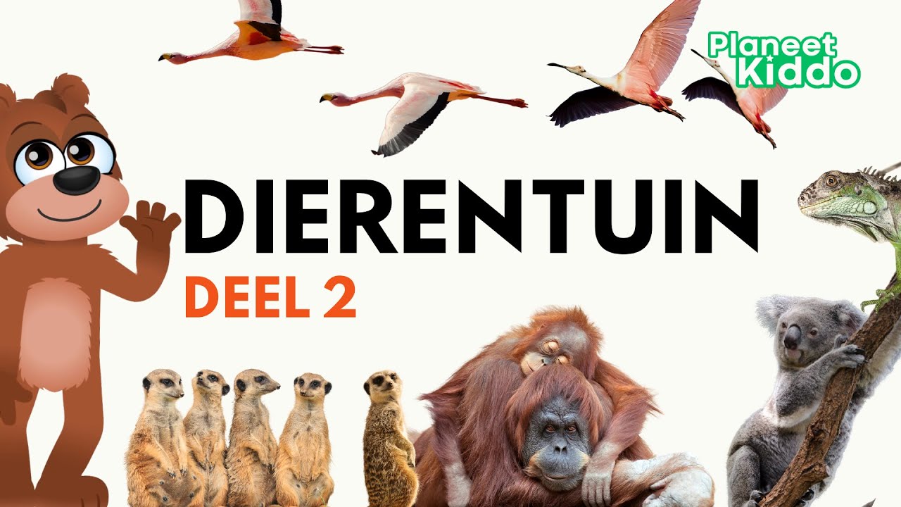 🐨 Dierentuin Dieren Leren Deel 2 | Voor Peuters En Kleuters | Learn Zoo Animals in Dutch