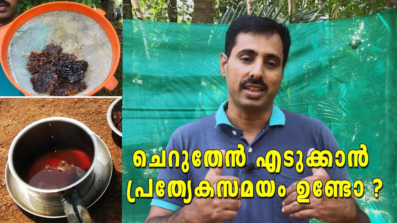 ചെറുതേൻ എടുക്കാൻ പ്രത്യക സമയം ഉണ്ടോ | Cheruthen edukkan prathyka samayam undo ? | Cherutheneecha