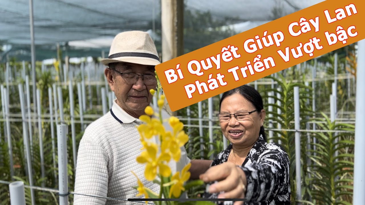 Bí Quyết Trồng Lan Thành Công Mà Nhiều Người Không Biết