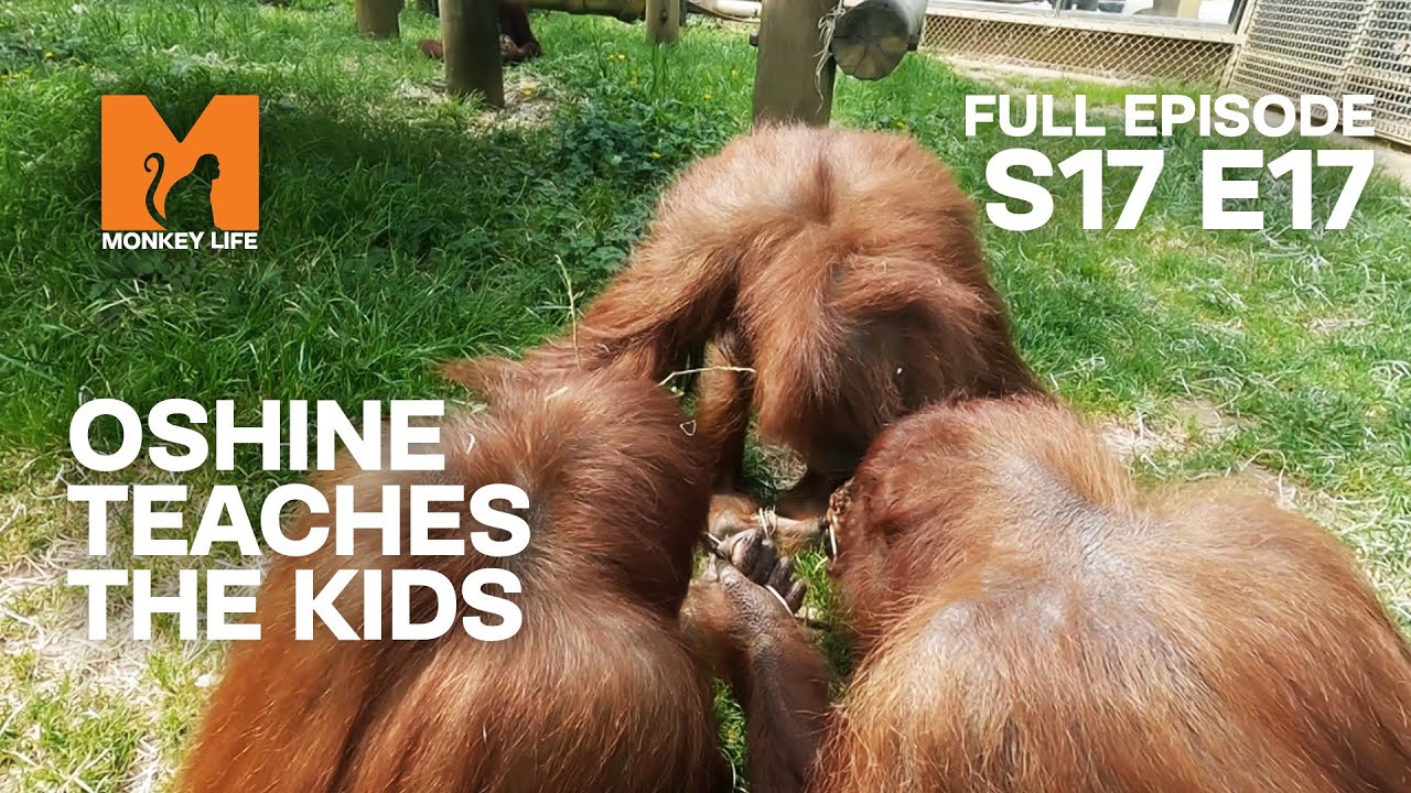 Oshine Teaches The Orang-utans A Lesson | Season 17 Episode 17 | Full Episode | Monkey Life