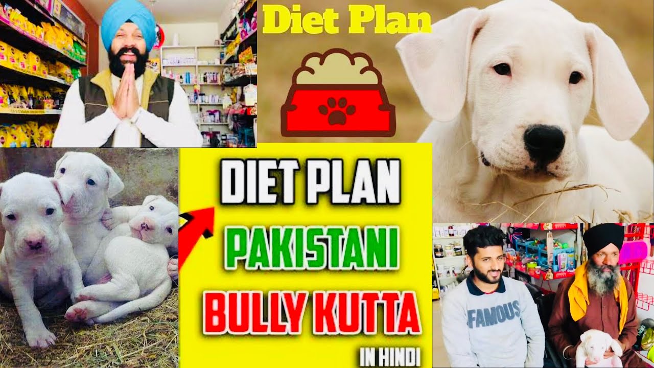 A healthy dog guide: Diet, Nutrition, and Toilet Training tips - Bhola Shola