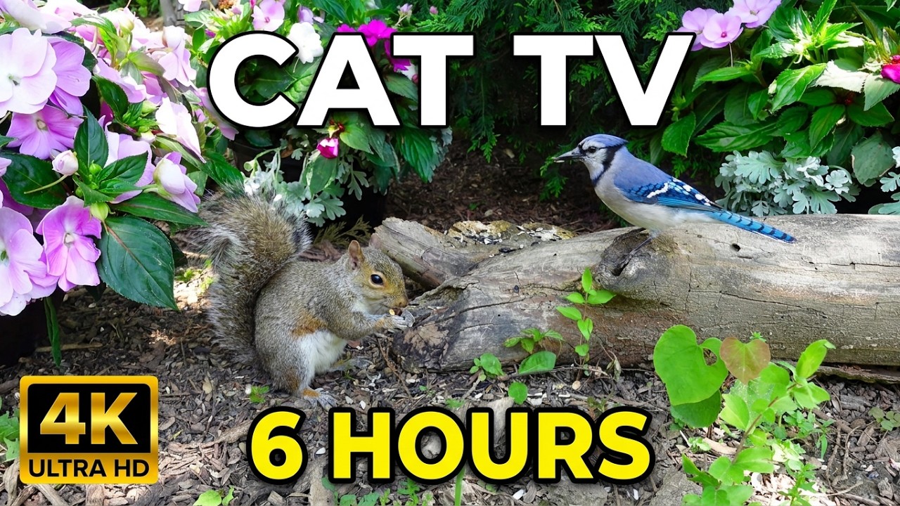 Cat TV Birds & Squirrels 🌸 Blue Jays & Wildlife in a Flower Garden | 6 Hours 4K No Ads