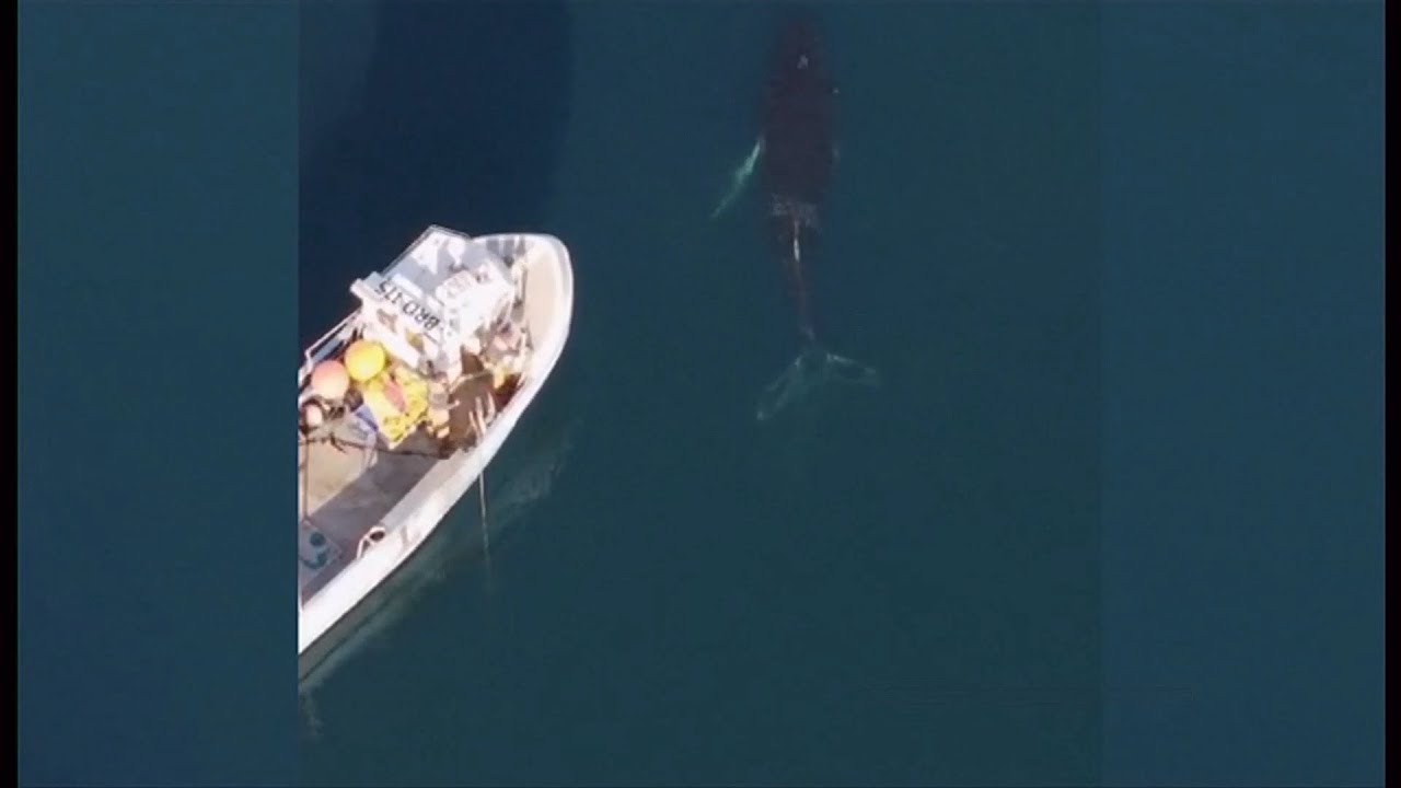 Fishermen rescue humpback whale tangled in rope off coast of Skye (UK) 11/Feb/2025