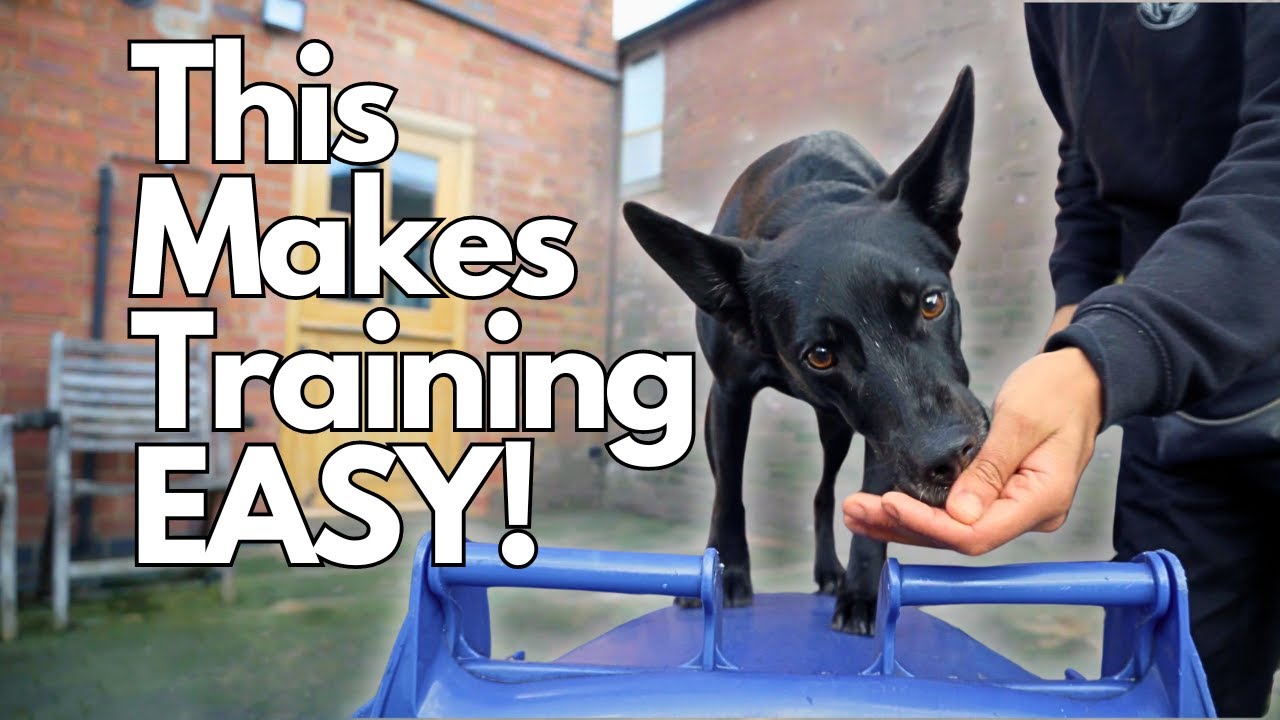 Training Your Dog Will Be Easier Once You Master THIS!
