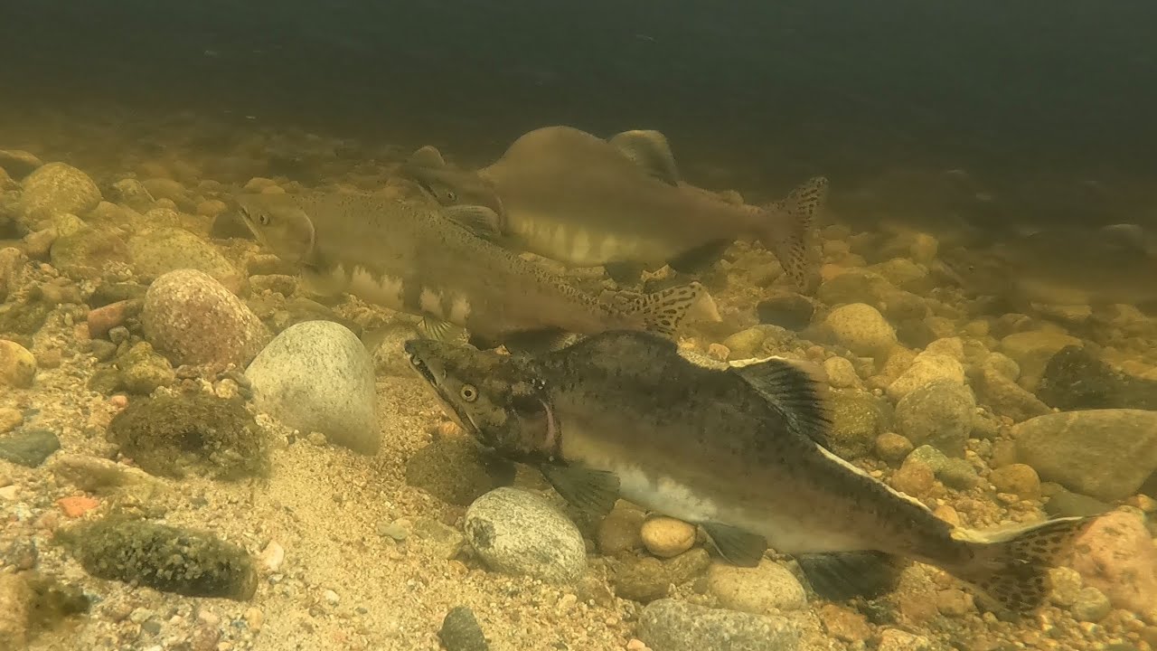 БЕШЕНЫЙ КЛЁВ ГОРБУШИ / rabid pink salmon biting