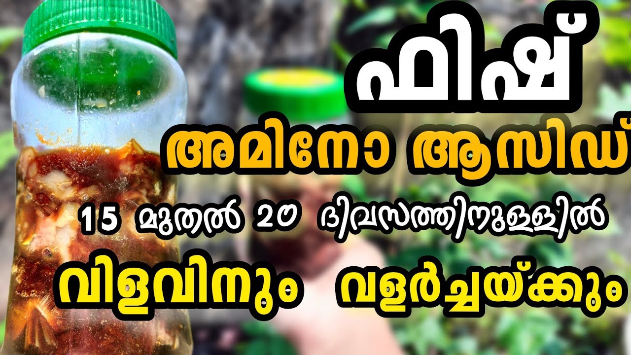 ഫിഷ് അമിനോ ആസിഡ് 15 ദിവസം കൊണ്ട് വീട്ടിൽ തന്നെ തയ്യാറാക്കാം||How To Make Fish Amino Acid Malayalam||