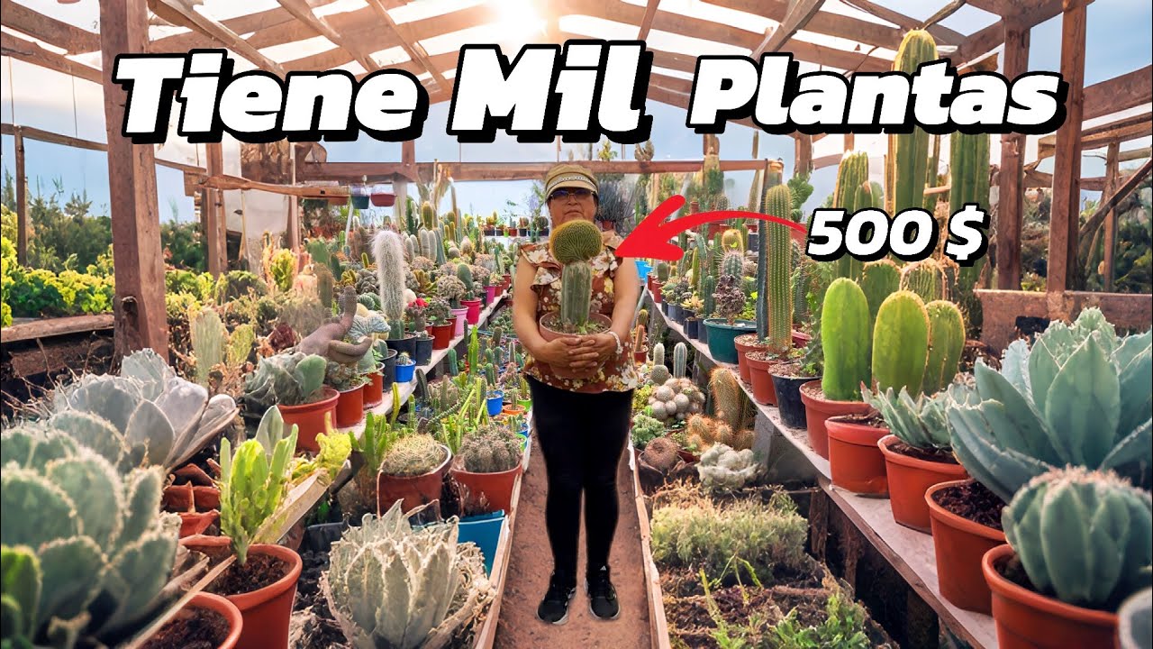 Todos CULTIVAN PLANTAS en este PUEBLO cactus y suculentas 