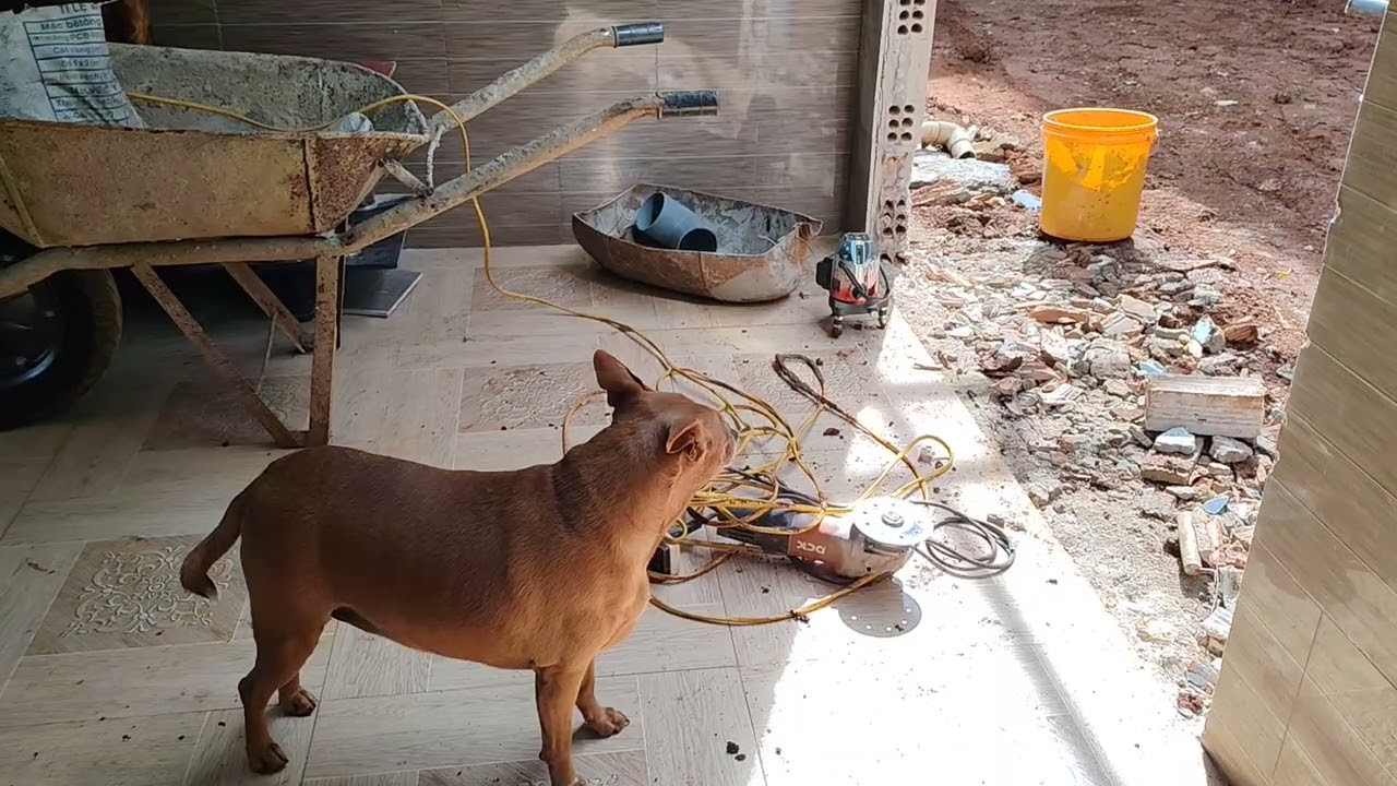 Thầy cai Nai sợ tiếng ồn