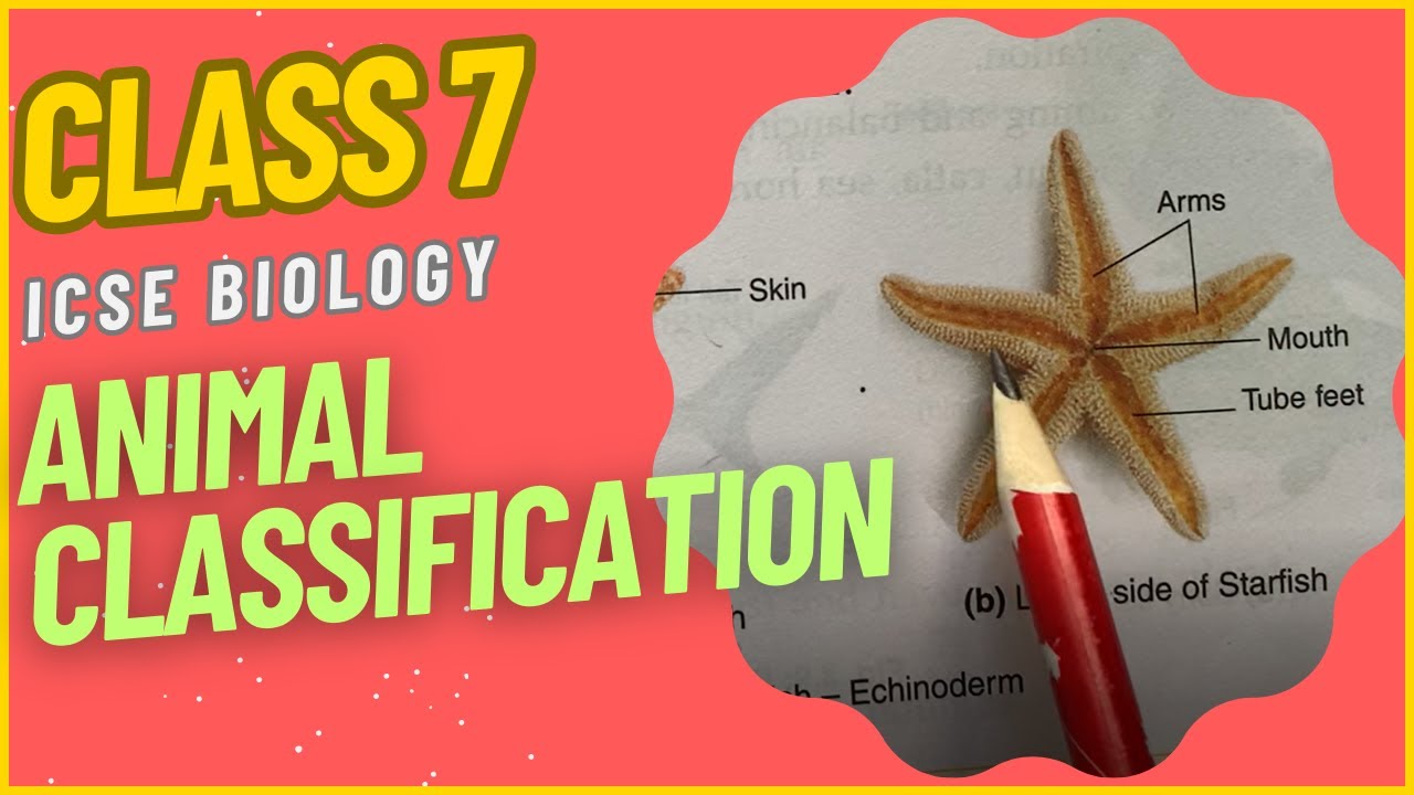 CLASS 7 Tutorial: Animal Classification || Biology || ICSE