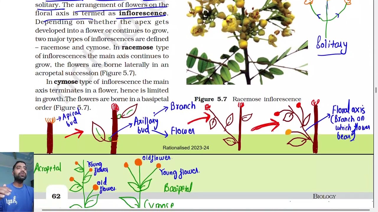 Morphology of flowering plants class 11 || Inflorescence || Ncert line by line|| Part 3