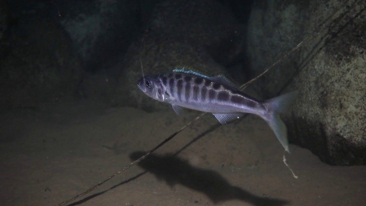 Bathybates fasciatus. Tanganyikan deep water predator, Kigoma