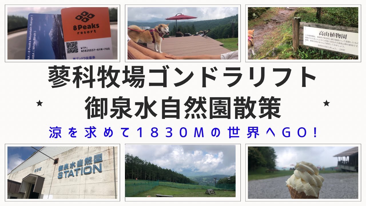 【長野県】涼を求めて1830mの世界へGO!【蓼科牧場ゴンドラリフト→御泉水自然園散策】
