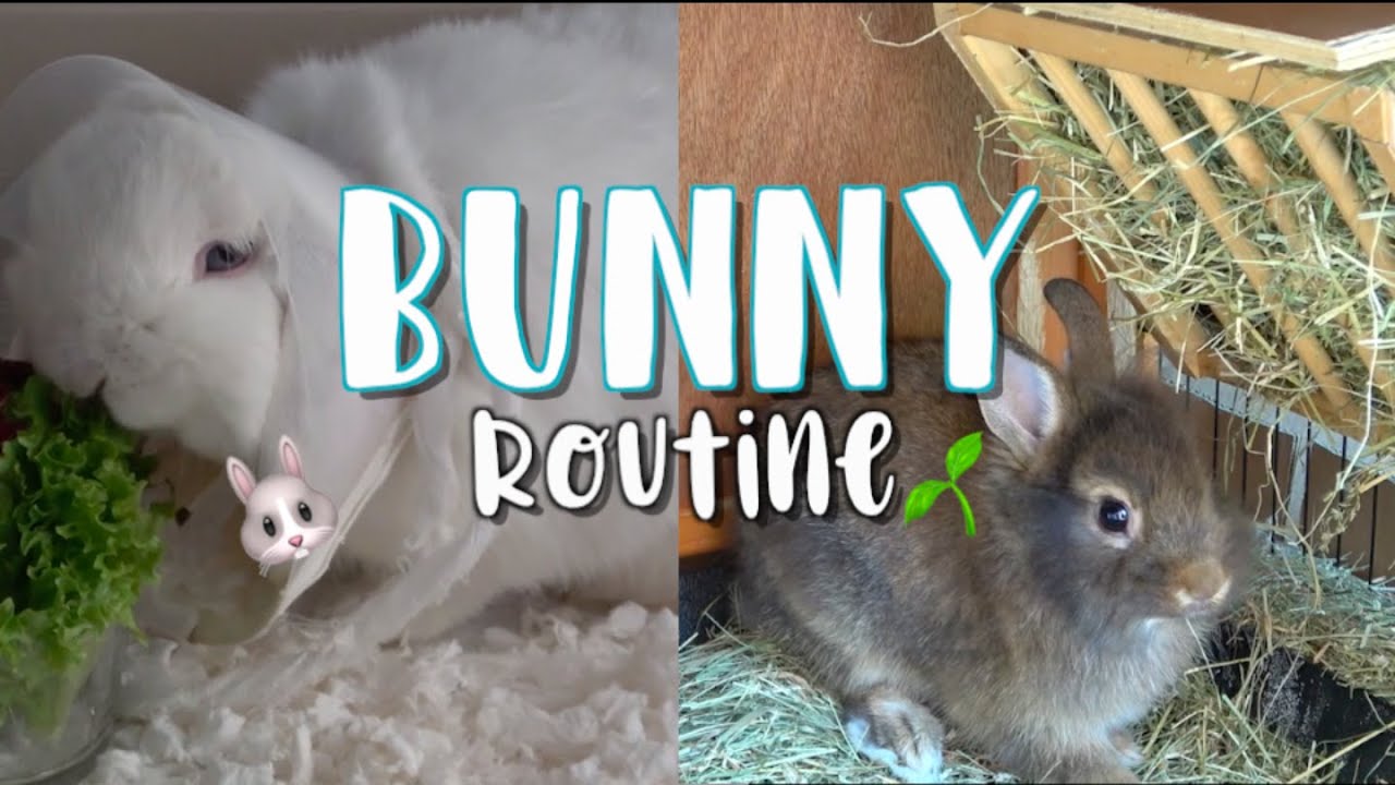 BUNNY ROUTINE (con un coniglio malato 🤒 )