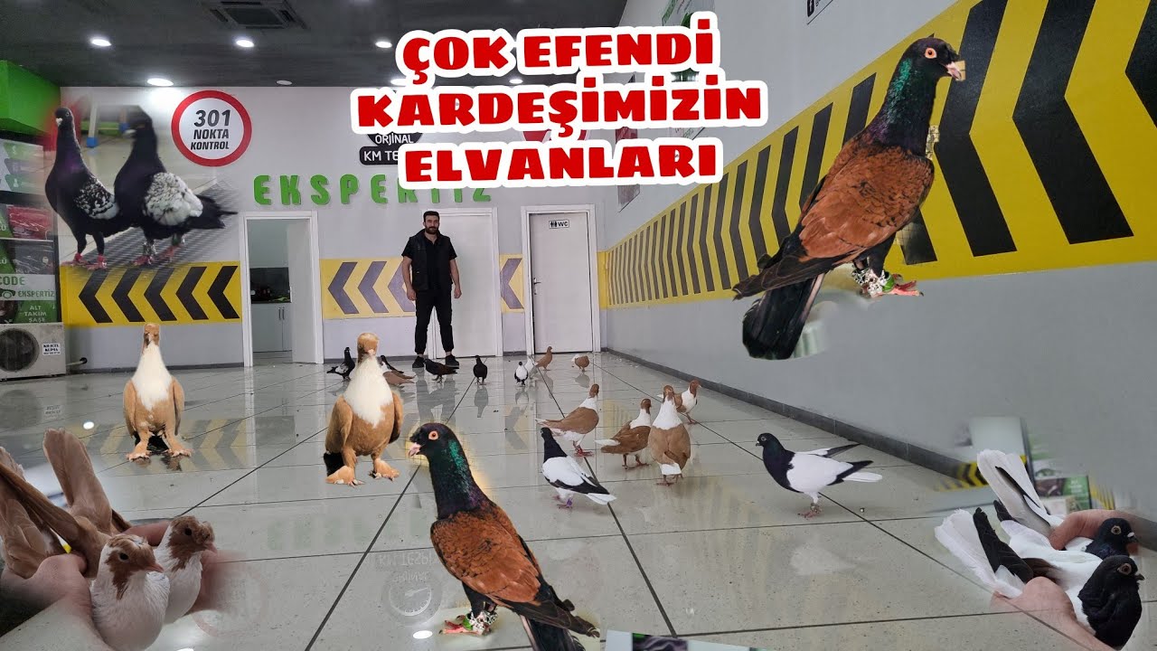 MİLYARLIK  FİLO KUŞLARI  KALİTEDE SON NOKTA YUNUS ASLAN KÜMESLERİ