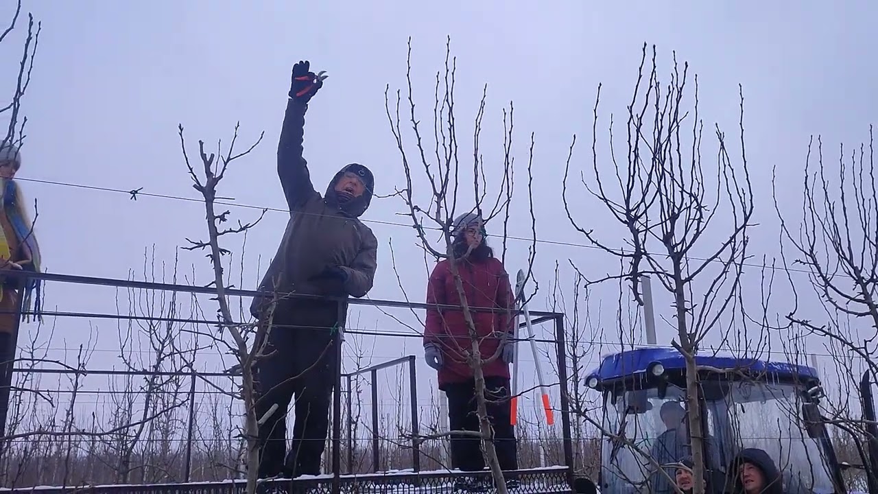 Обрізка верхівки груші Листопадова (Ноябрська) від голландського консультанта