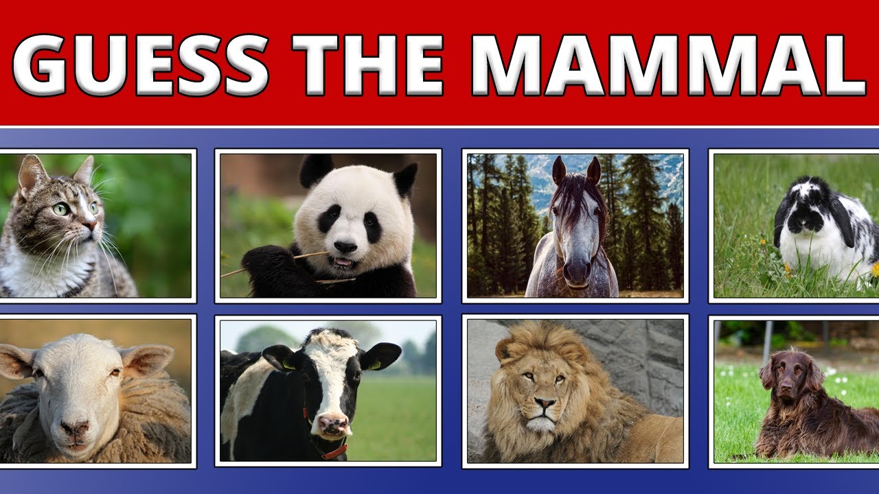 Can You Name 50 Mammals? 🦁🐻 | The Ultimate Tiered Quiz!