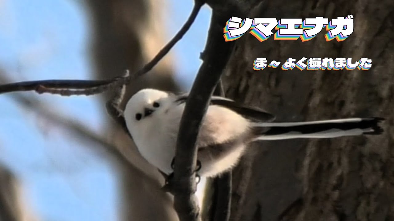 シマエナガ　ま～よく撮れました