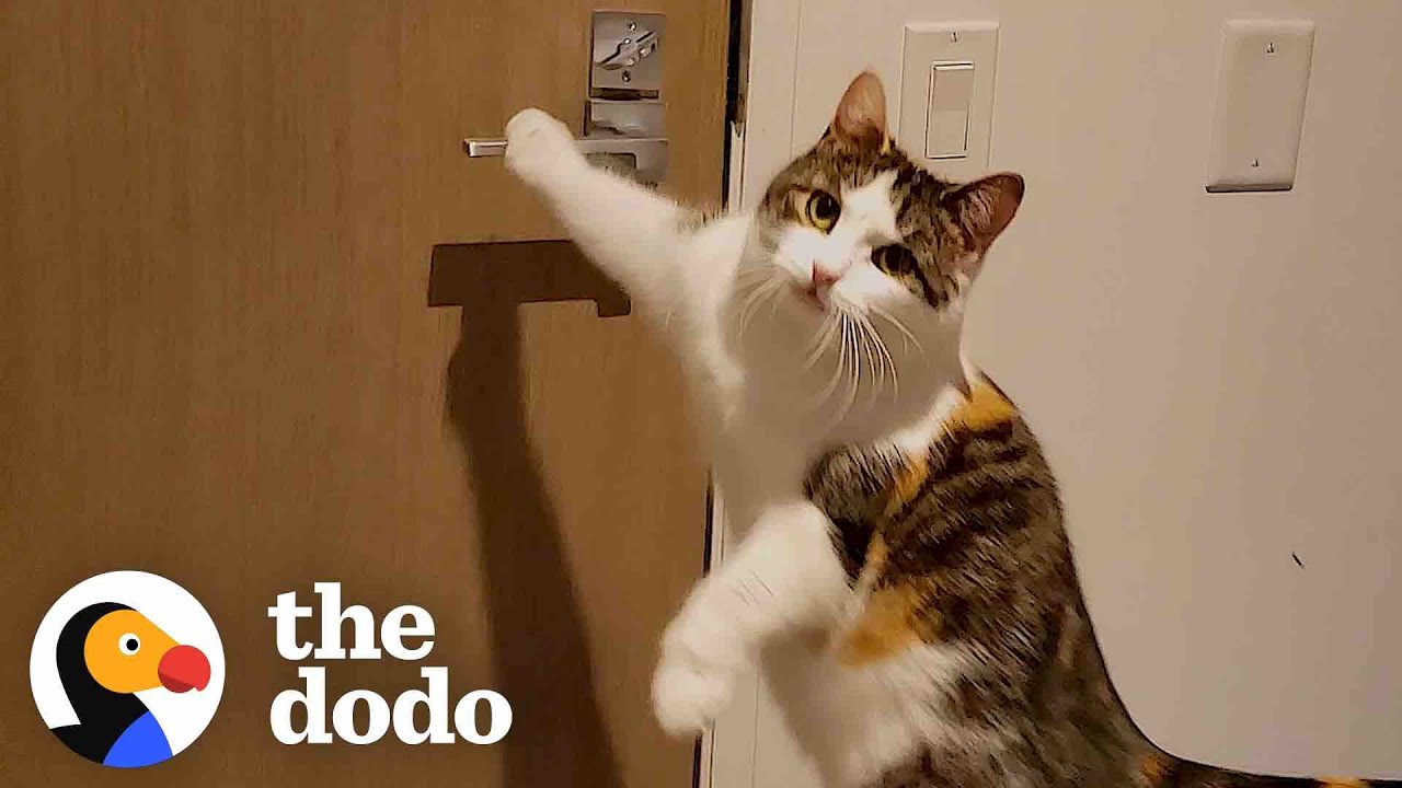 Cat Loves Boys With Sunglasses | The Dodo