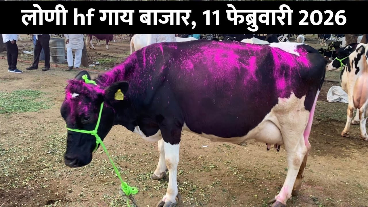 🛑Live लोणी गाय बाजार, बुधवार 11 फेब्रुवारी 2026, loni cow market, लोणी hf गाय बाजार आजचे बाजारभाव |