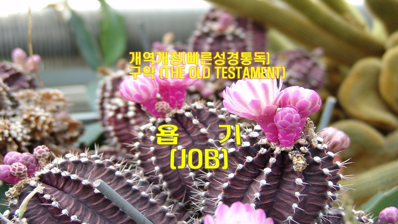 (개역개정 성경)_욥기