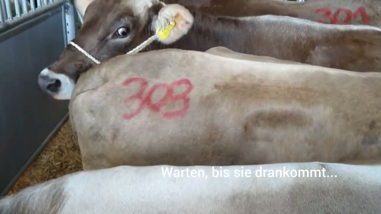 FarmVlog: Unsere R-Linie + Auktion