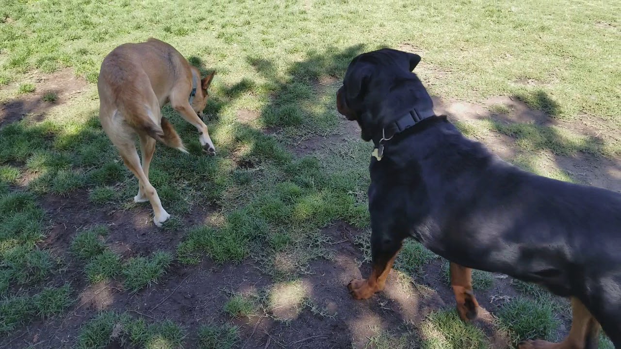 MACHO PLAYING AT THE DOG PARK