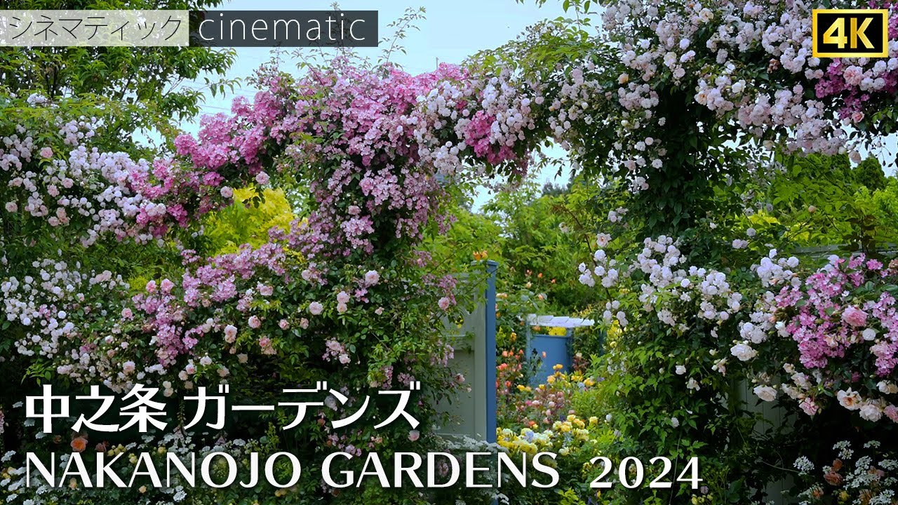 中之条ガーデンズ　ローズガーデン　個性あふれる７つのエリア　2024　シネマティック　NAKANOJO GARDENS　cinematic 4K