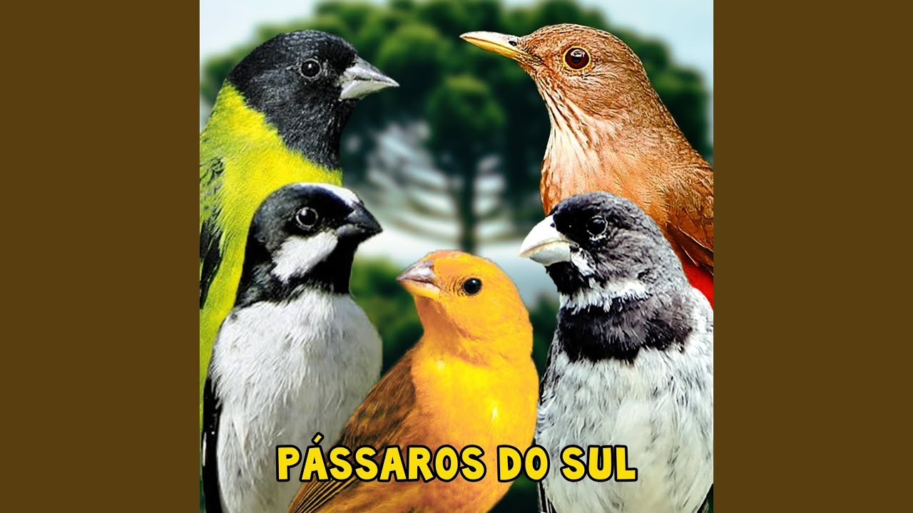 Coleiro Canto Siu Siu (Coleirinho)