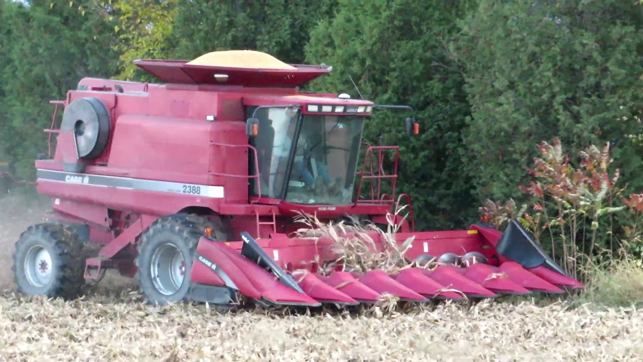 Harvest 2020 | Case IH 2366 Combine Harvesting Corn | Corn Harvest 2020
