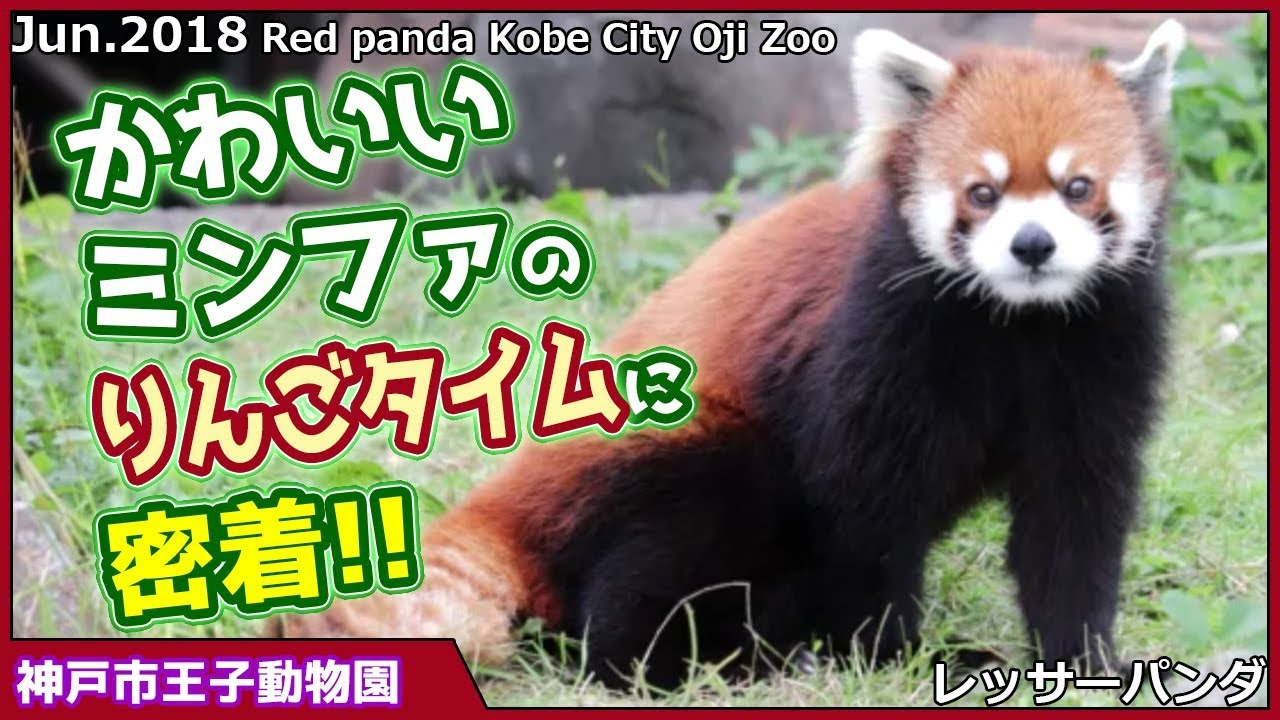 レッサーパンダ かわいい ミンファ りんごタイム 密着 神戸市王子動物園Red panda Kobe City Oji Zoo
