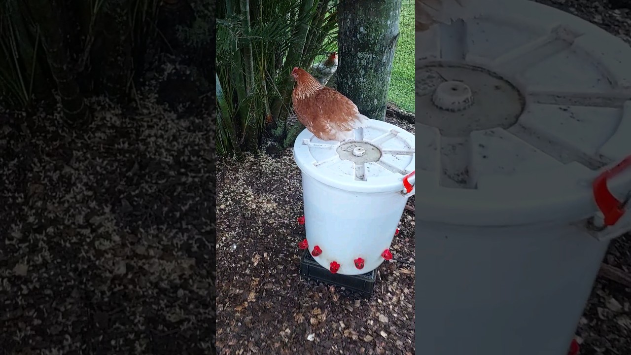 Can Chickens Mourn The Loss Of A Flock Mate?