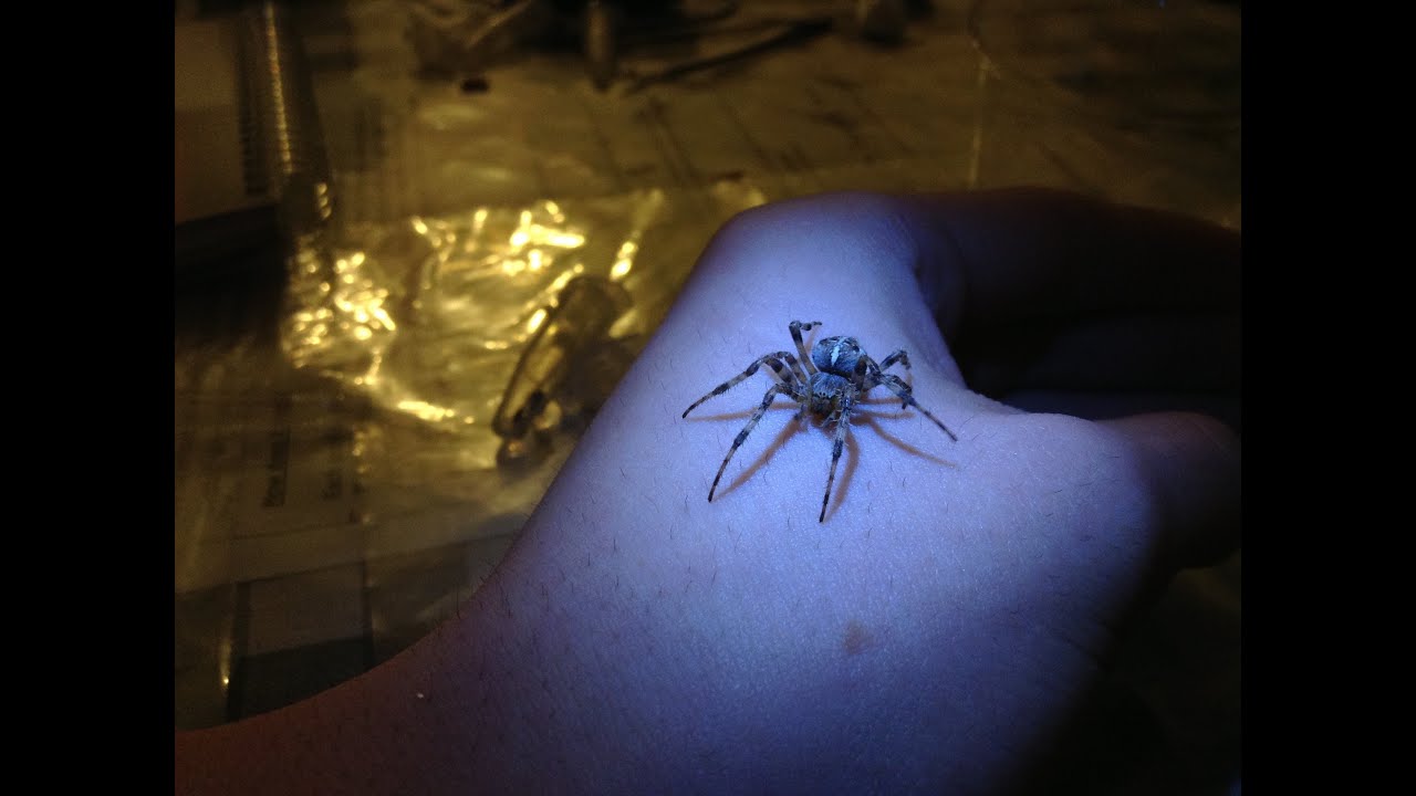 Handling/getting bitten by a male European Garden Spider