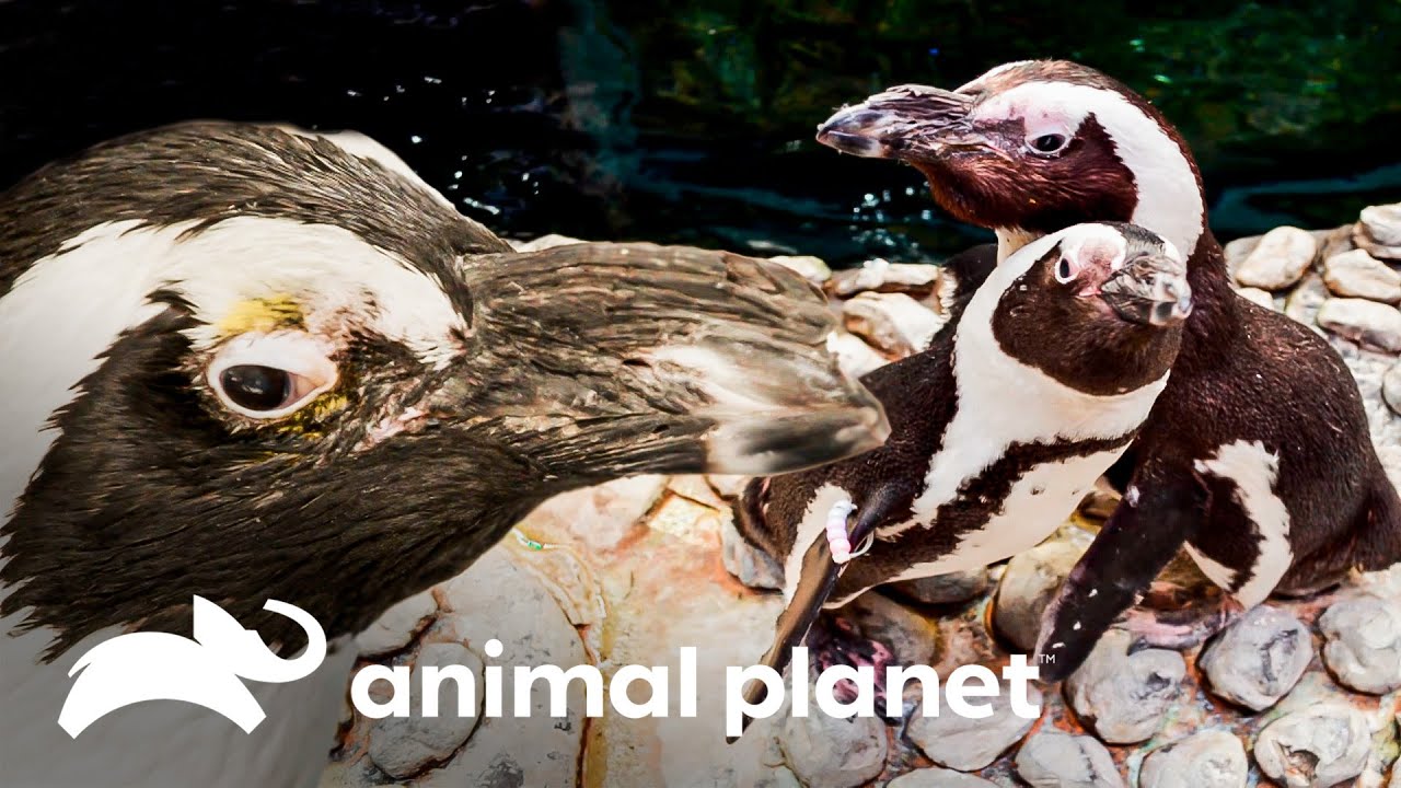 Un pingüino es sometido a una cirugía por catarata | El Acuario | Animal Planet