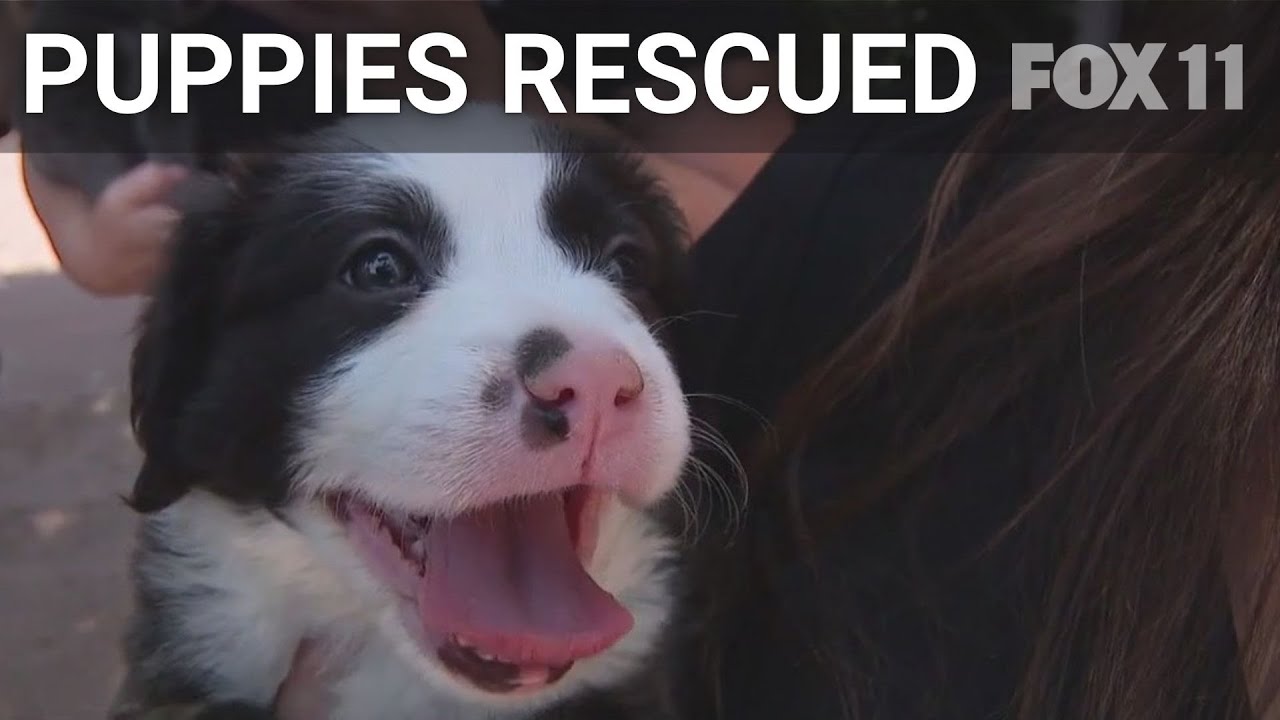 Puppies tossed out of car in Mission Viejo rescued