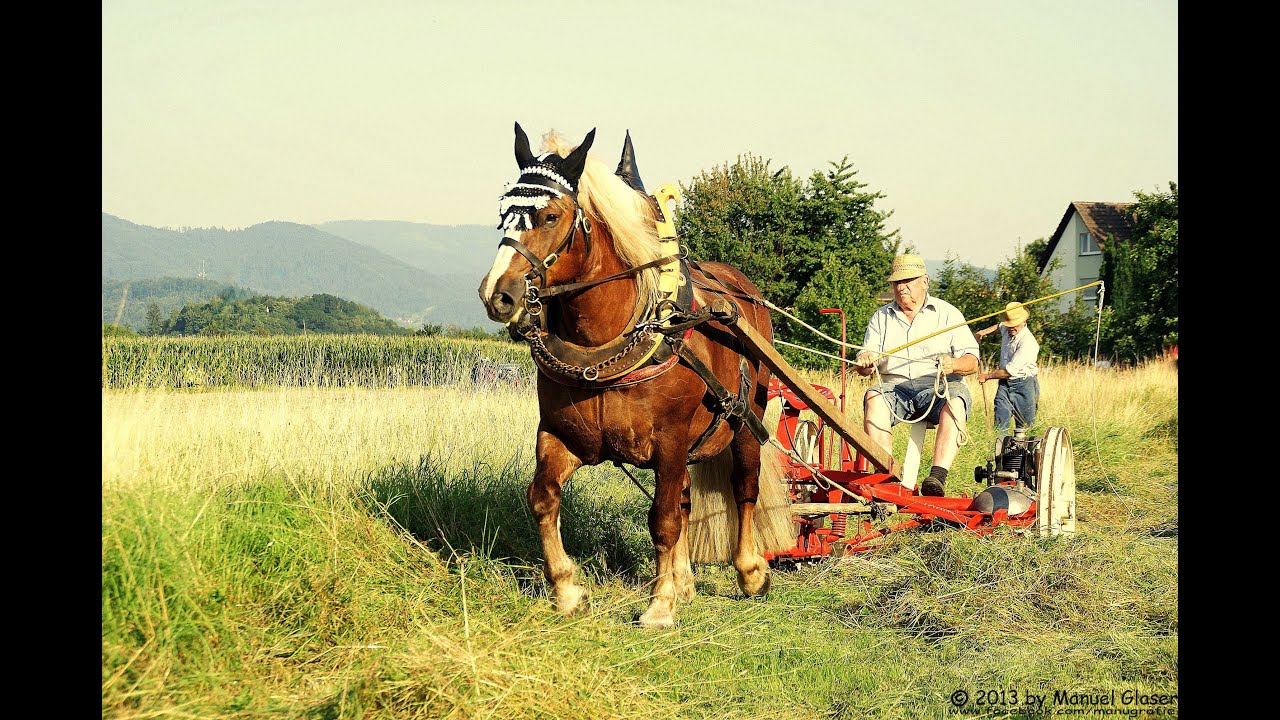 Historische Heu-Ernte 2012 in Achern-Fautenbach
