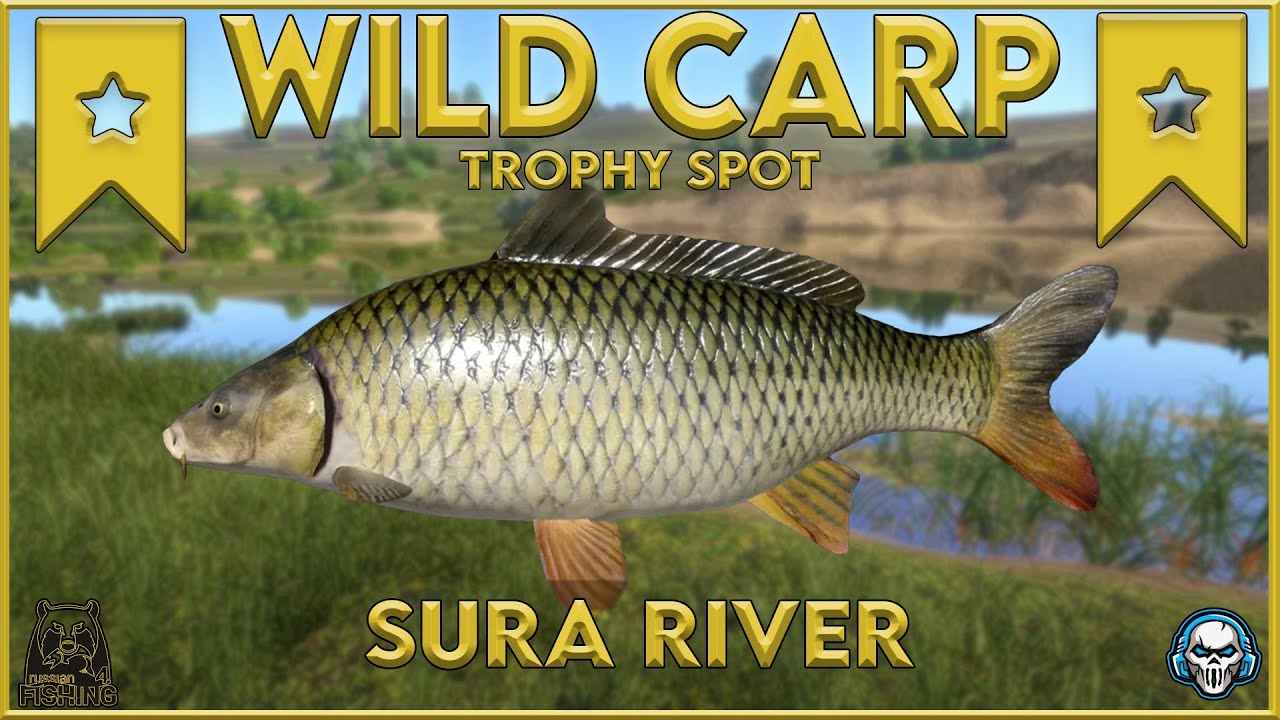 WILD CARP TROPHY SPOT! SURA RIVER - Russian Fishing 4 #rf4  #русскаярыбалк