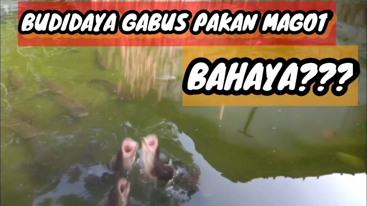 budidaya gabus dengan magot//berbahaya tapi cepat panen