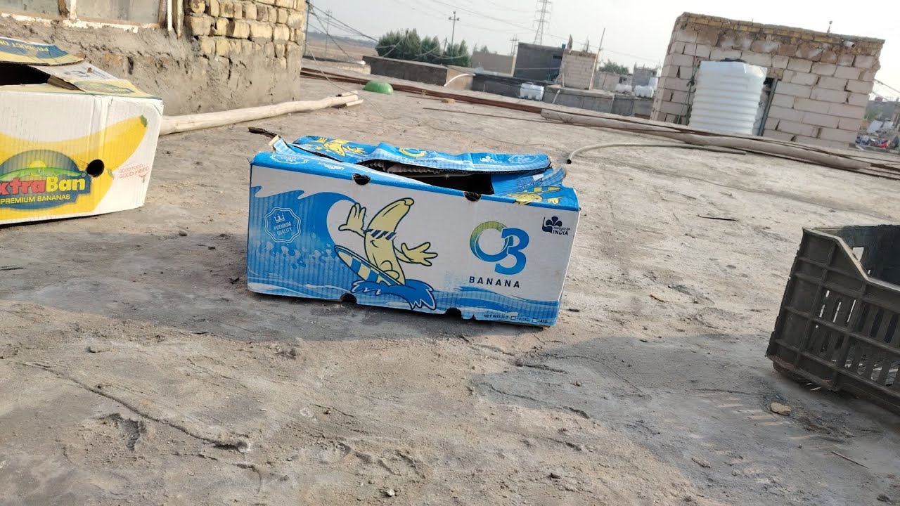 جيبن طيور جديد 
