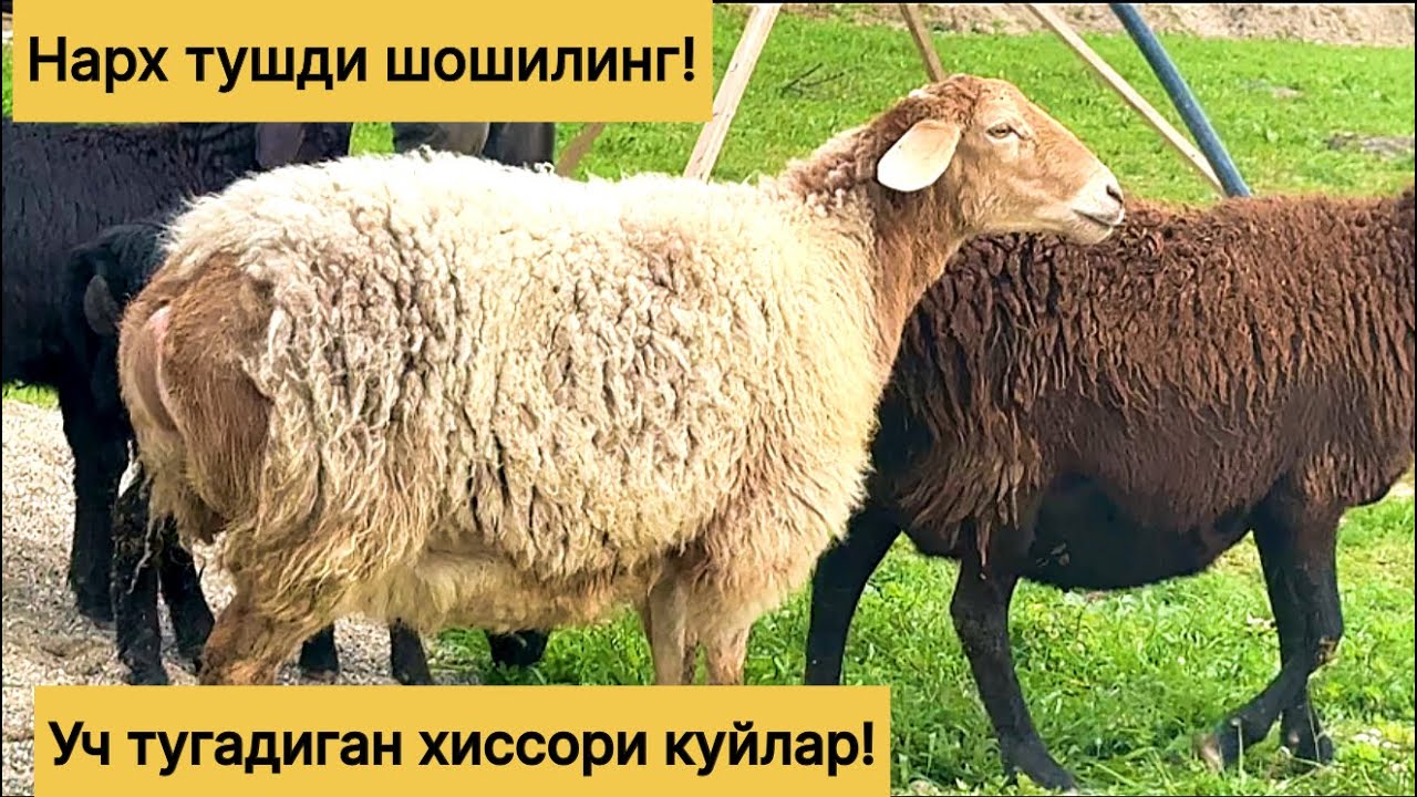 901722623☎️ 900271161☎️ Уч болали хиссори куйлар! 