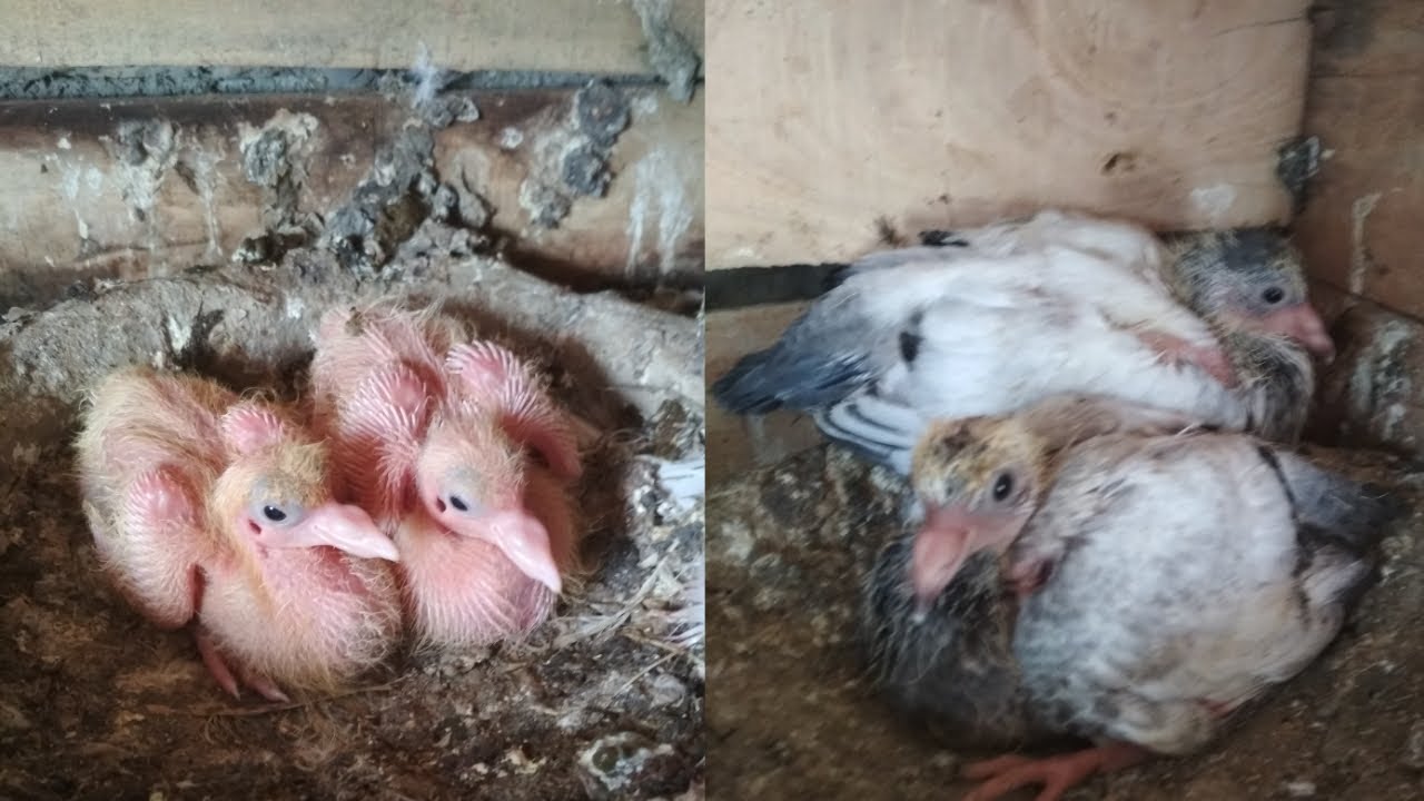 Pigeons  Breeding Tips || Kabutar Breeding || Kabootar Breeding || Pigeons Breeding Results ||