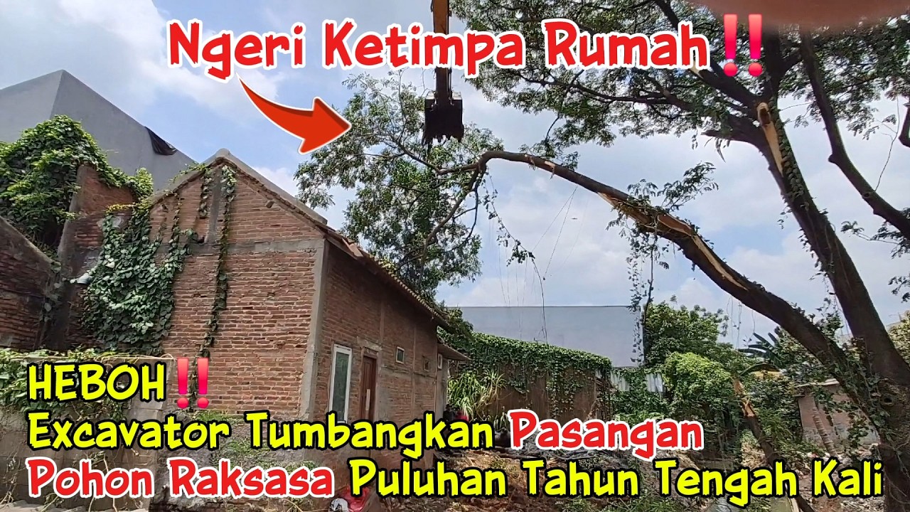 Ngeri Ketimpa Rumah‼️Detik Excavator Tumbangkan Pasangan Pohon Raksasa Puluhan Tahun Tengah Kali