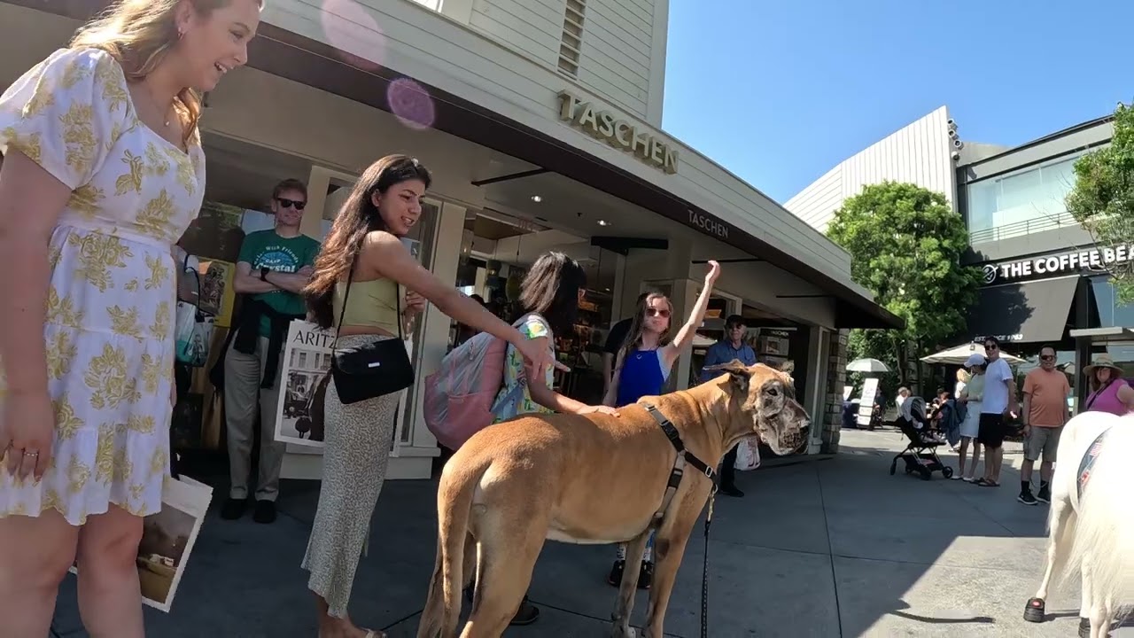Cash 2.0 Great Dane at The Grove and Farmers Market in Los Angeles 63