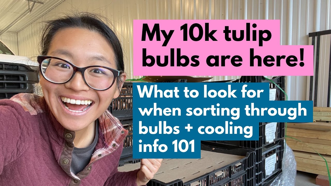 My 10k tulip bulbs are here! What to look for when sorting through bulbs + cooling info 101