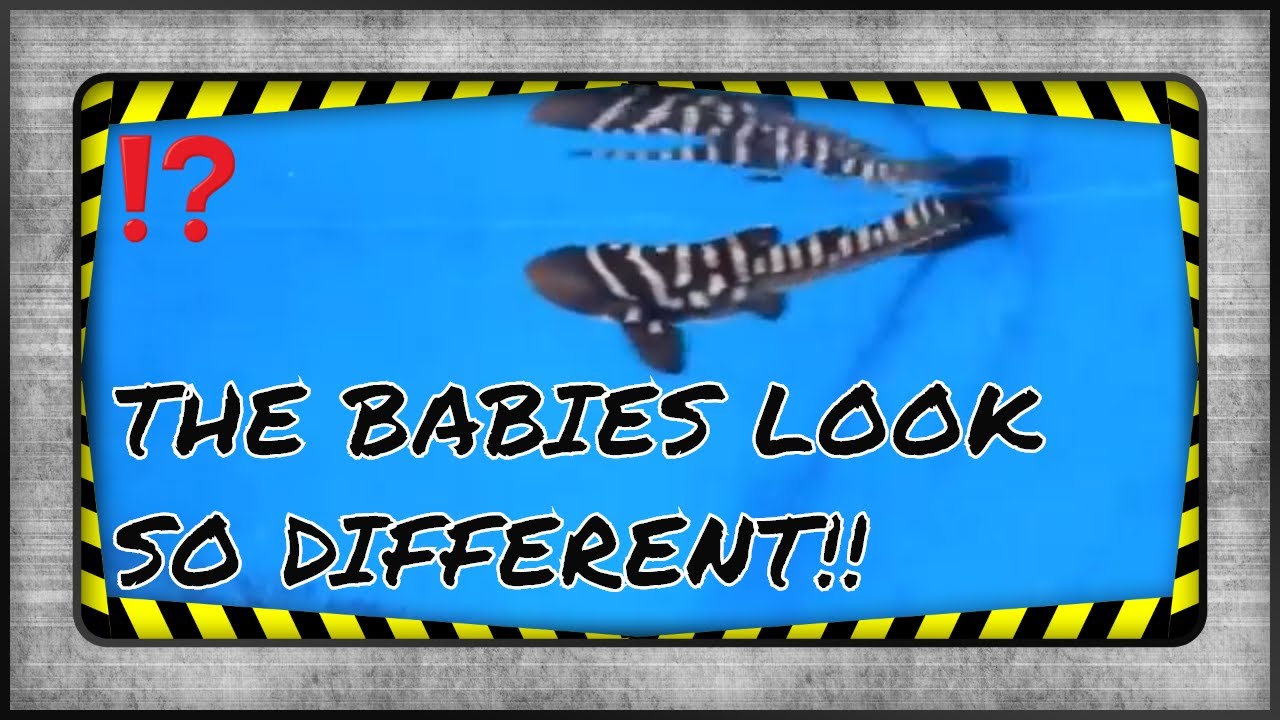 ZEBRA SHARK FACTS